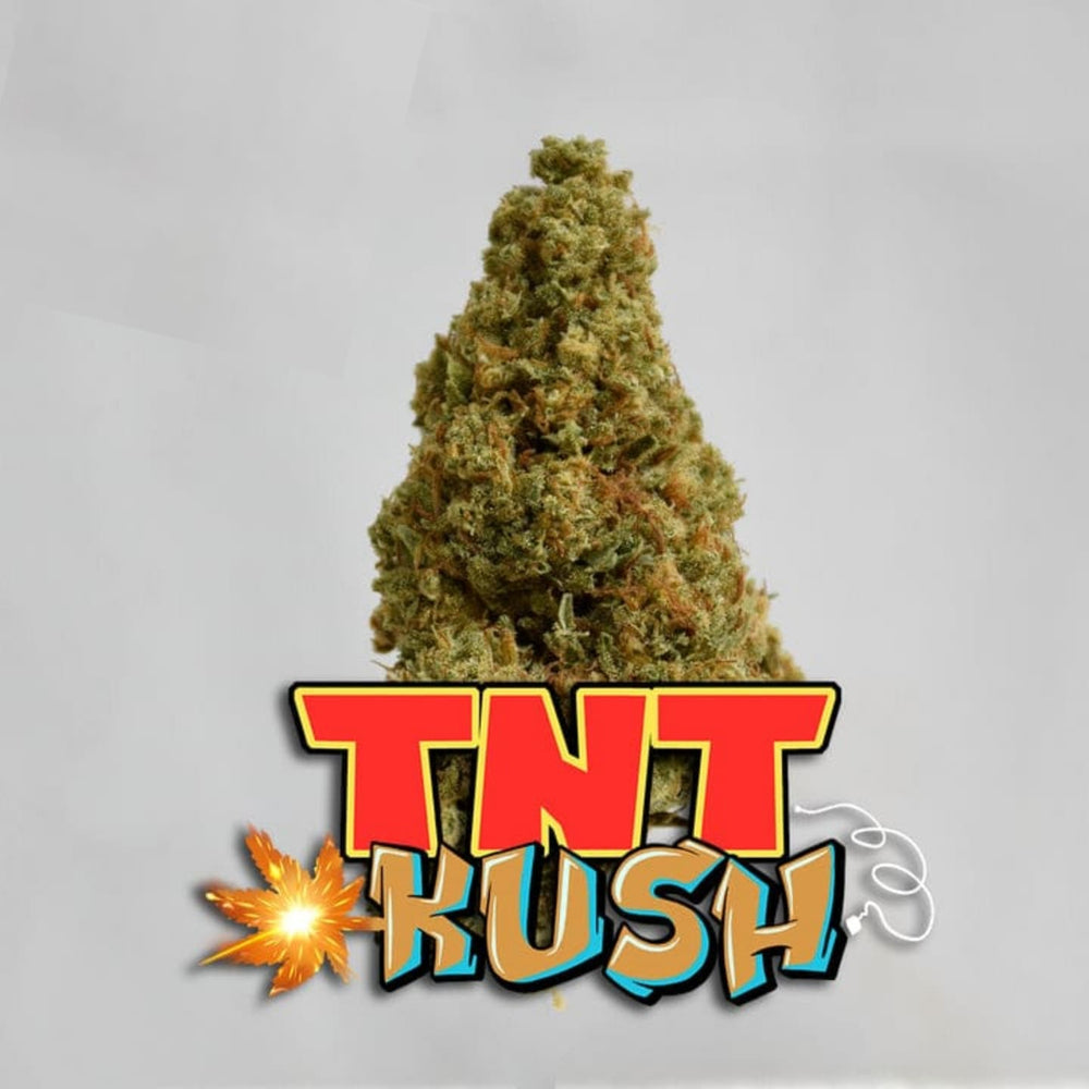 TNT KUSH Bud Fiore aromatico CBD 15%