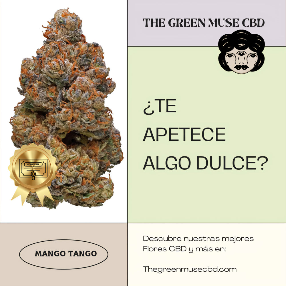 Fleur de Mango Tango riche en CBD